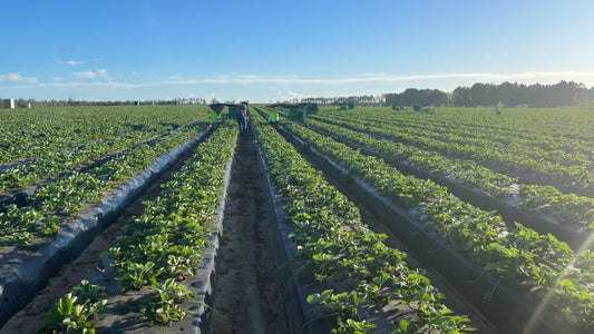 Gina's Table: Leading the Way in Food Waste Transformation